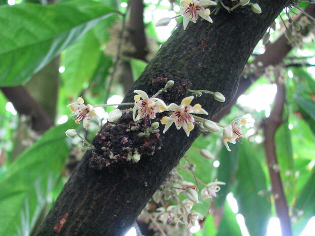 Cacao blossoms