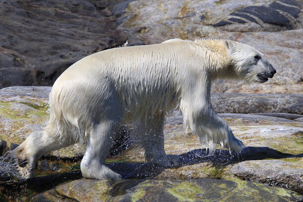 Wet polar bear