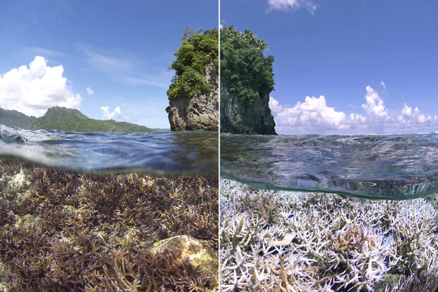 Comparison of healthy and bleached coral