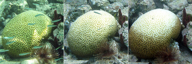 Trio of photos of brain coral showing progressive bleaching