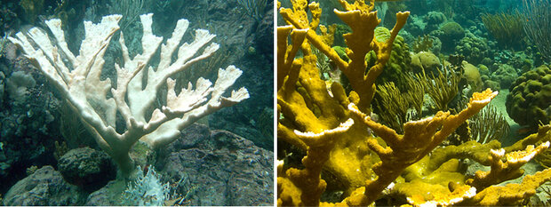 pair of photos comparing a bleached elhorn coral and a healthy one