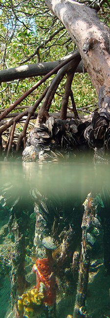 The trunk of a mangrove and its underwater roots, with corals attached