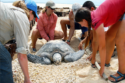 Rising Sea Levels Threaten Hawaiian Sea Turtles’ Nesting Sites