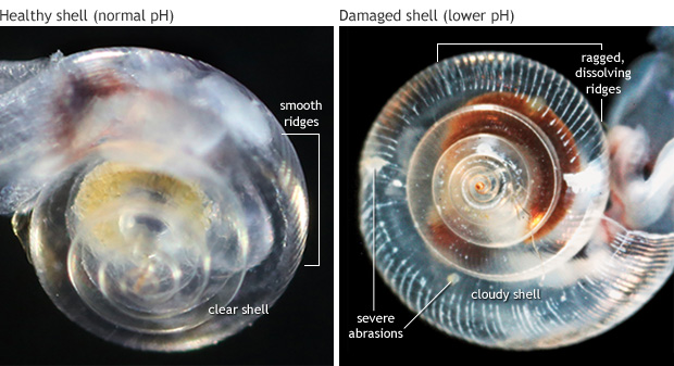macro photo of tiny ocean snail shells showing a healthy snail shell compared to one damaged by ocean acidification