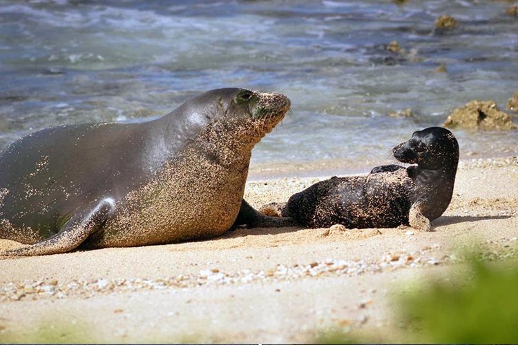 Monk seal Honey Girl with her pup