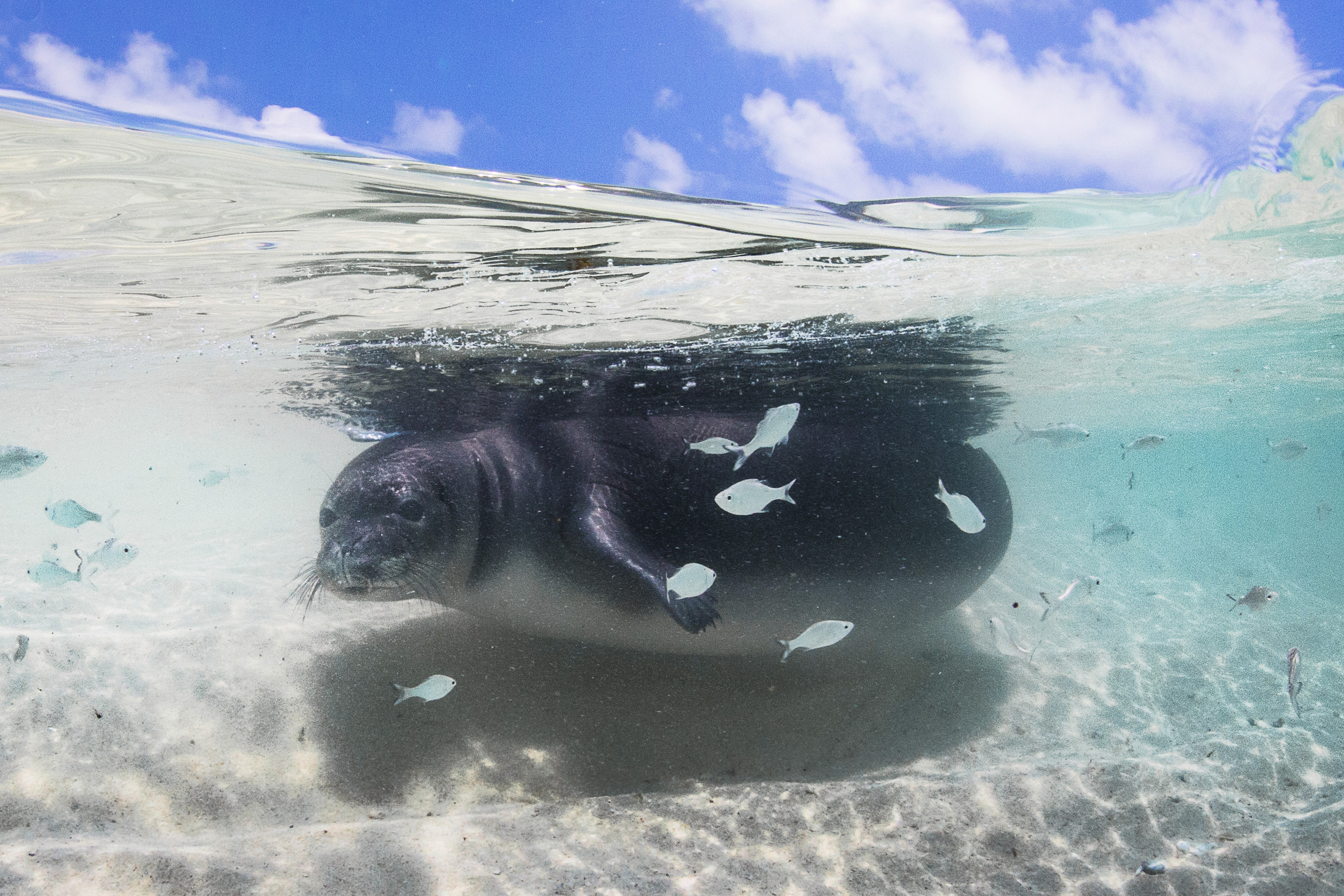 Monk seal pup underwater with small school of fish