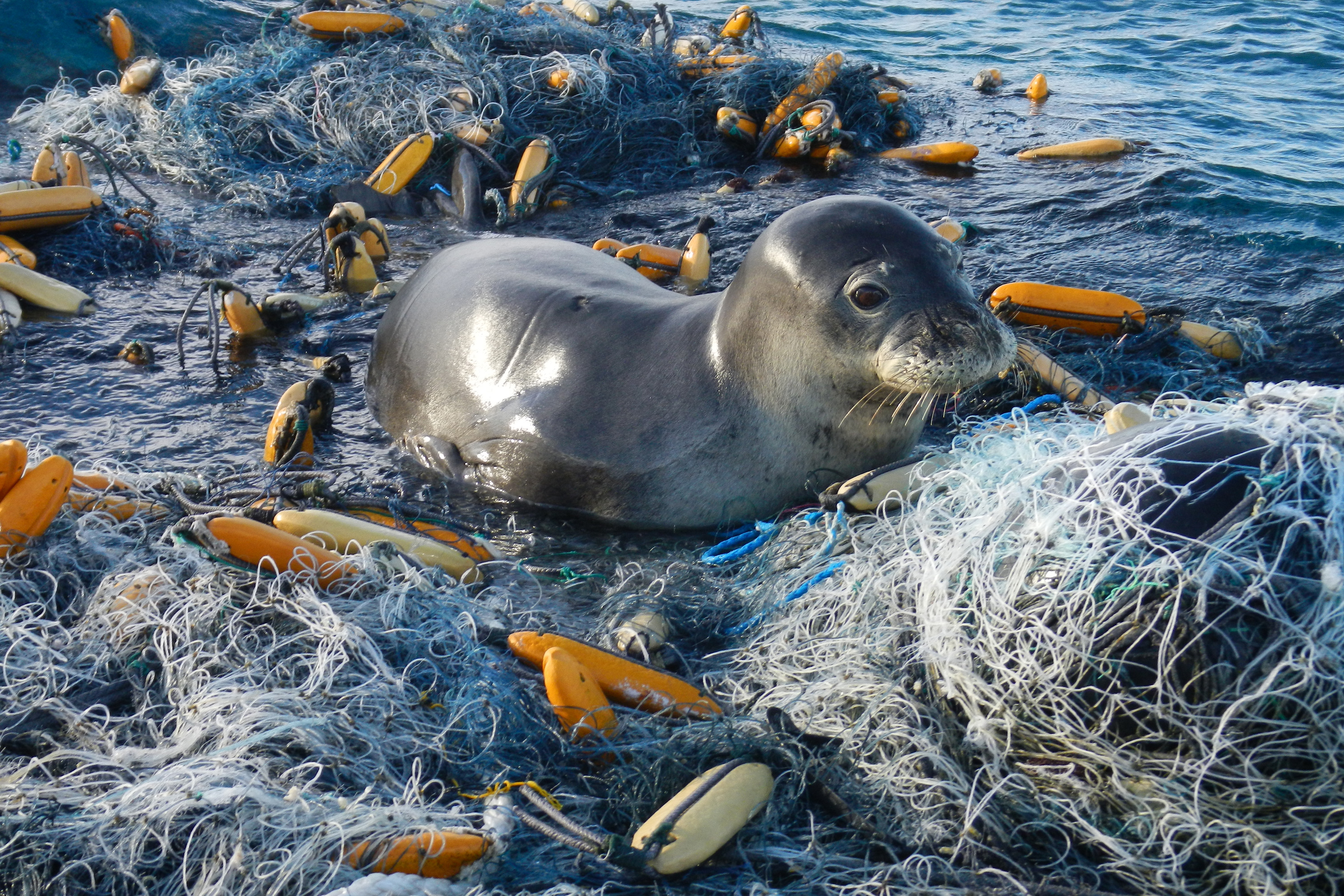 Juvenile monk seal resting on a ball of fishing nets