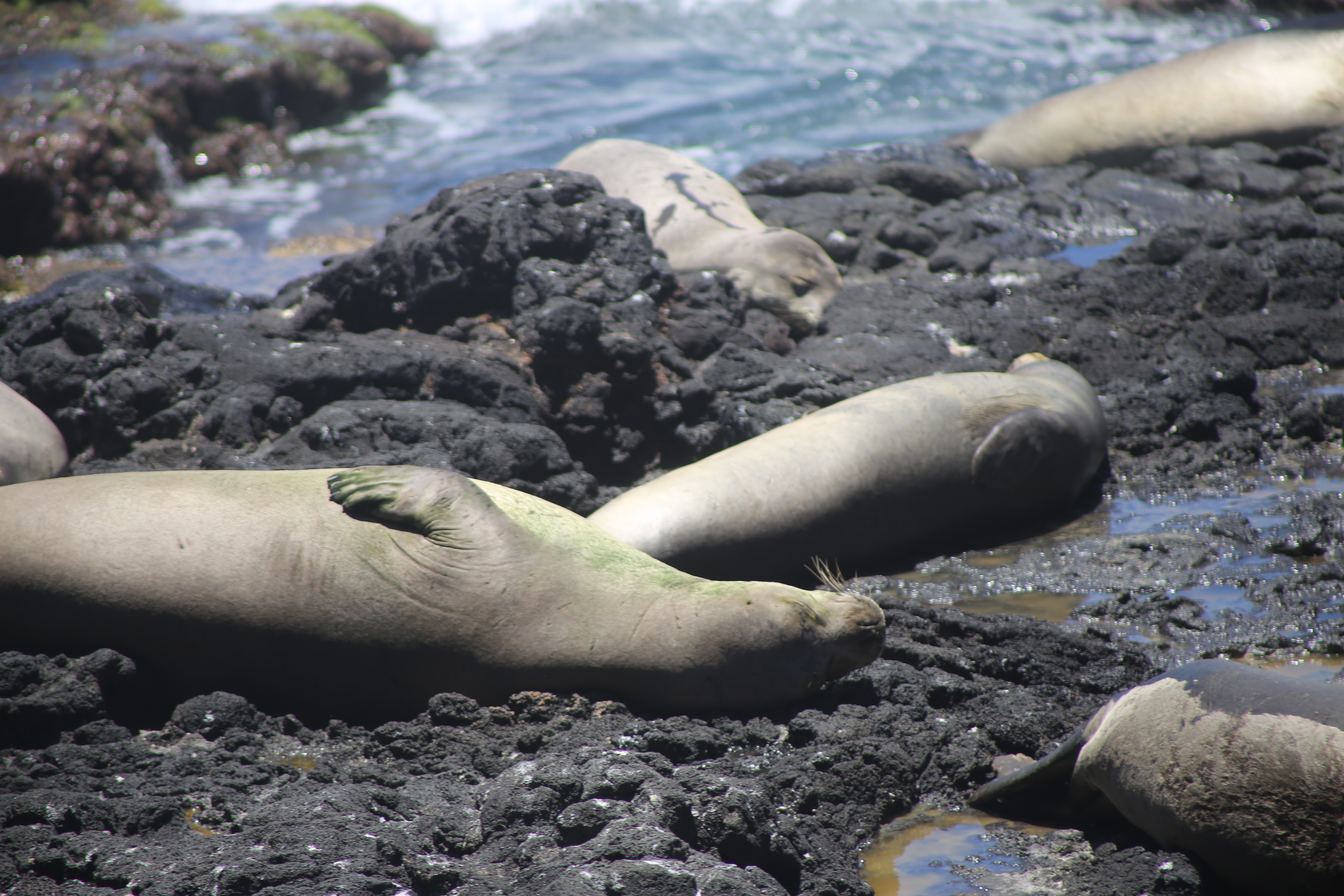 Several monk seals napping among tide pools on a shelf of volcanic rock