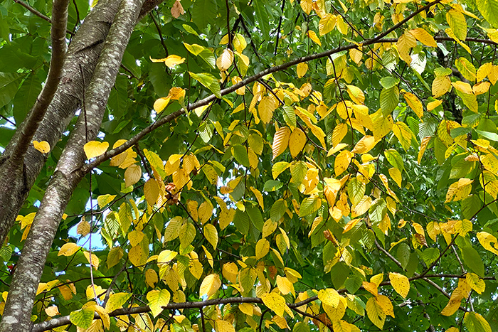 yellowed leaves on a drought-stressed birch tree