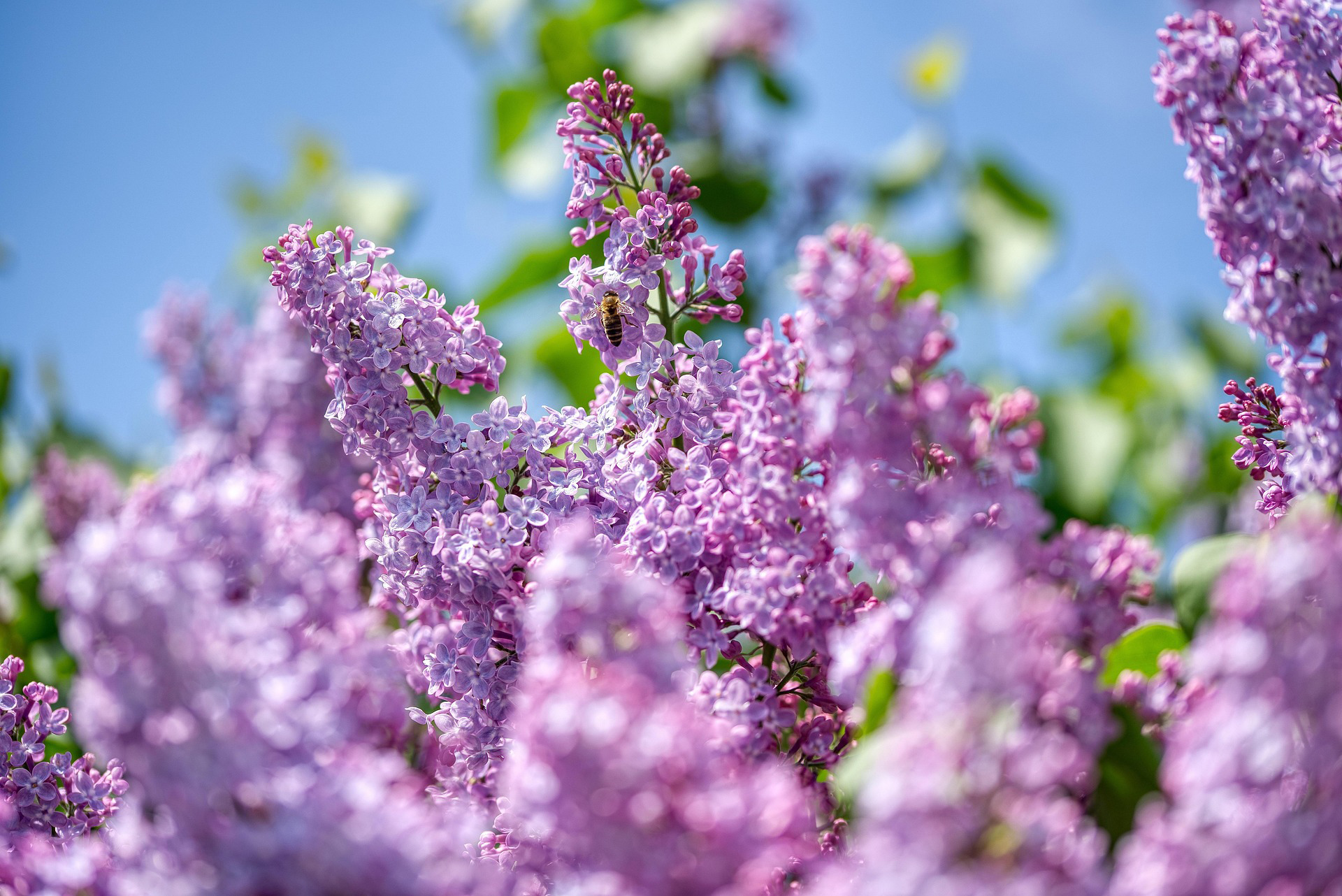bee on lilac flower