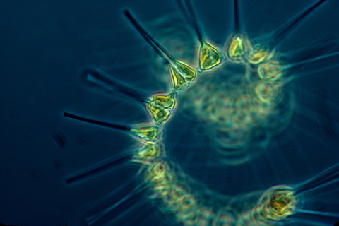 A decade of phytoplankton blooms in the North Pacific