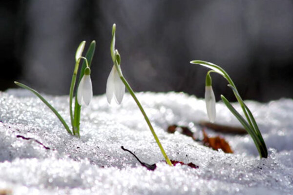 Photo of plants pushing up through snow