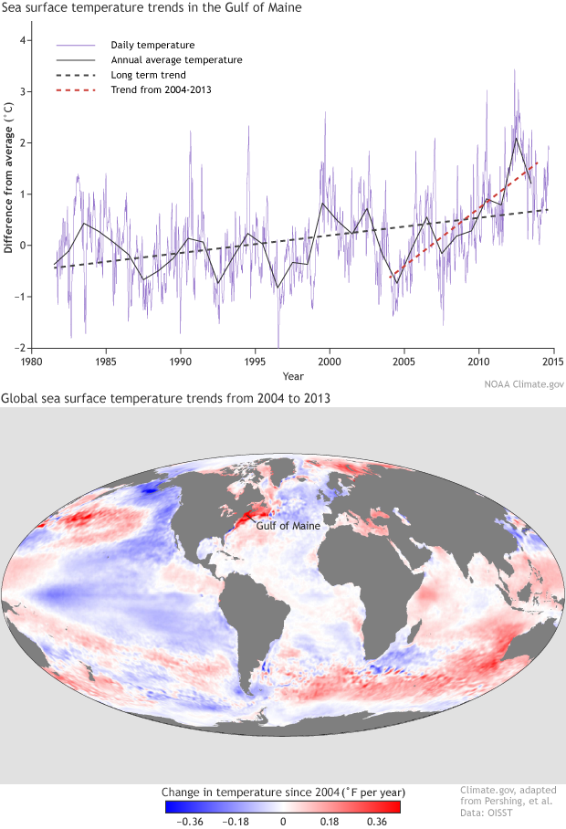 Gulf of Main and global SSTs