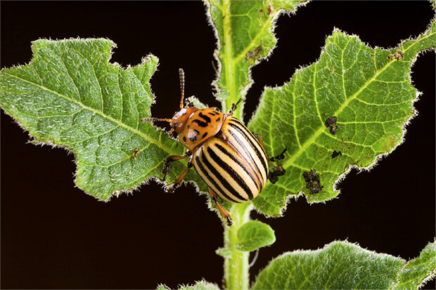 Potato beetle