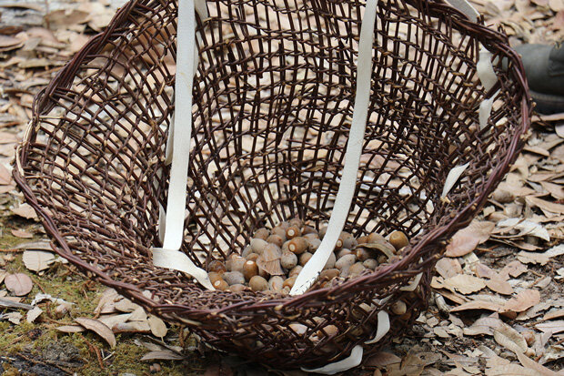 A traditional Karuk woven basket with acorns