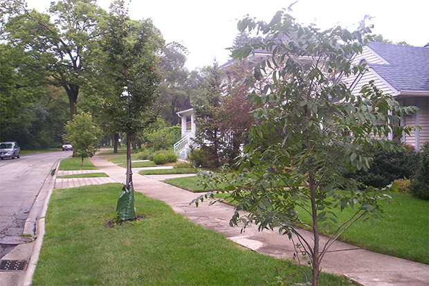 A residential street with new trees planted between street and sidewalk