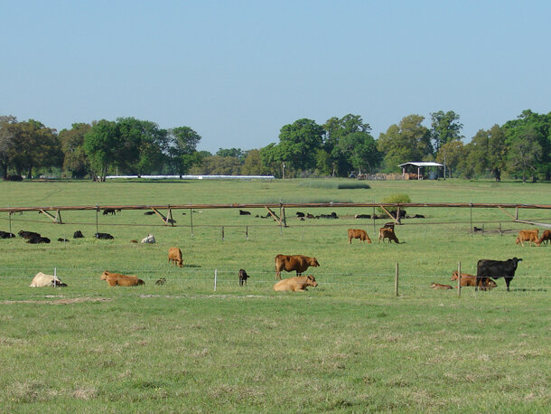 A field with grazing and resting cattle