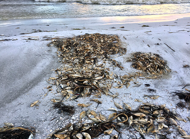 Photo showing dead fish litter along a southern Florida beach during red tide, August 11, 2018
