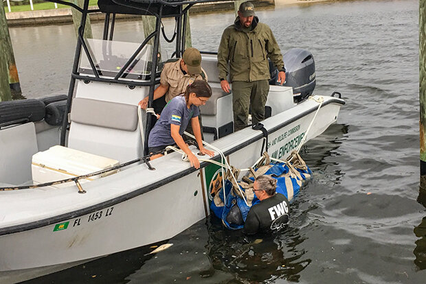 Photo showing a manatee being rescued from southern Florida waters during red tide event