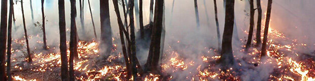 Panoramic photo of a prescribed fire in oak forest with low flames and little smoke