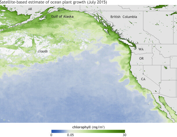 Map of North Pacific Ocean from Alaska Coast to Baja California showing chlorophyll levels 