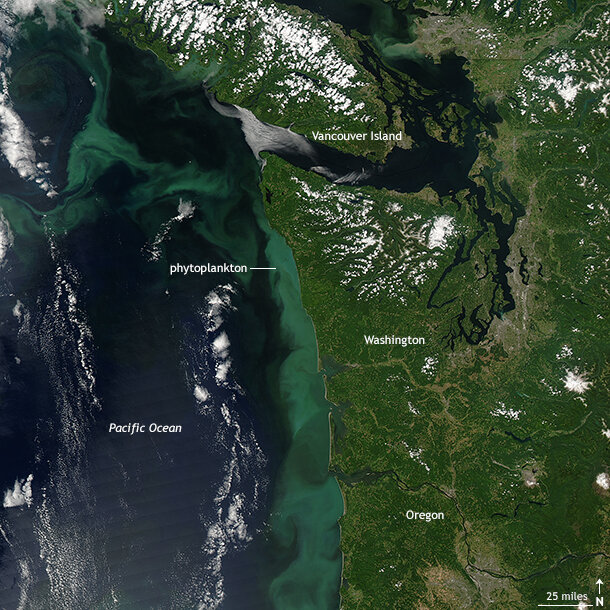 Satellite image of bloom in Pacific Northwest