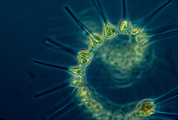 Micrograph of phytoplankton