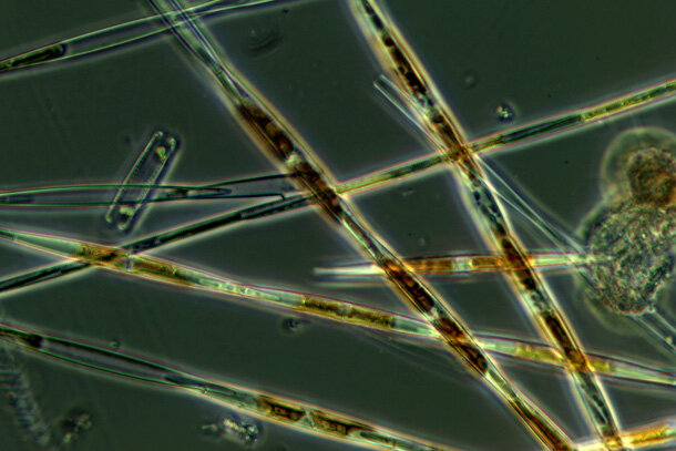 Photo depicting cells of Pseudo-nitzschia, a genus of microalgae