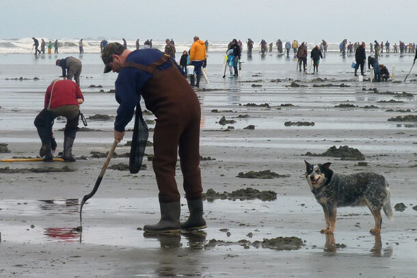 Photo depicting clam diggers along the Washington state coast