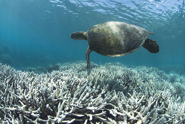 Turtle swimming over bleached coral