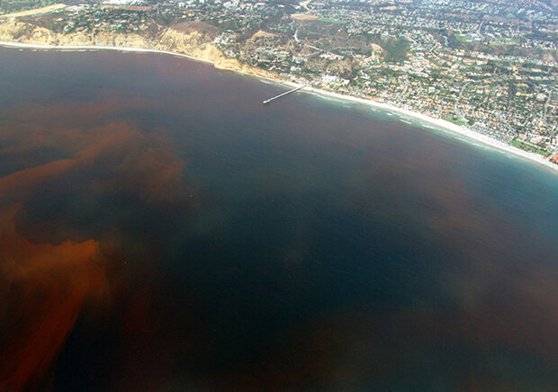 Photo depicting Red Tide caused by Dinoflagellates off the Scripps Institution of Oceanography Pier, La Jolla California