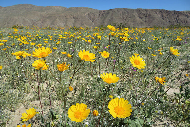Photo showing wIldflowers blooming in Anza Borrego Desert Park on March 12, 2017