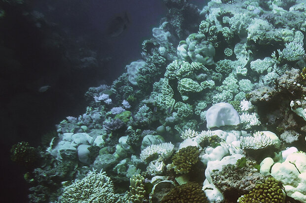 Bleached coral reef