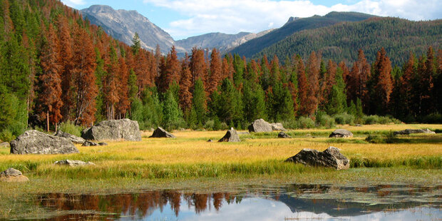 Trees killed by beetles