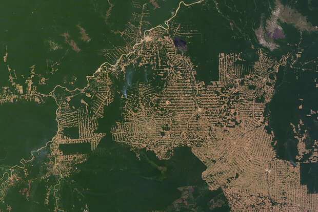 Deforestation