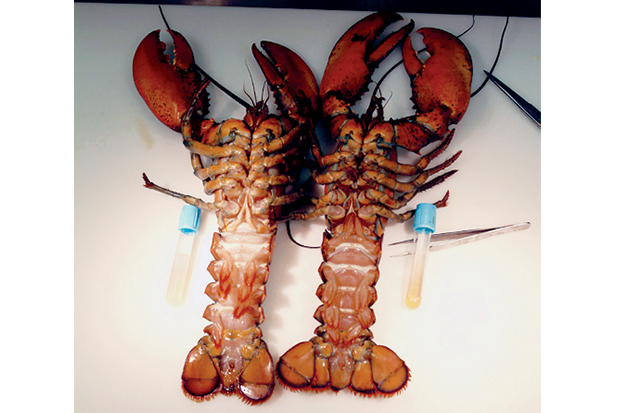 Diseased lobsters