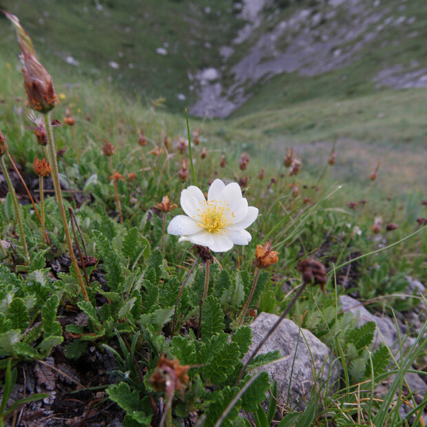 Close-up photo of the Arctic wildflower Dryas Octopetala