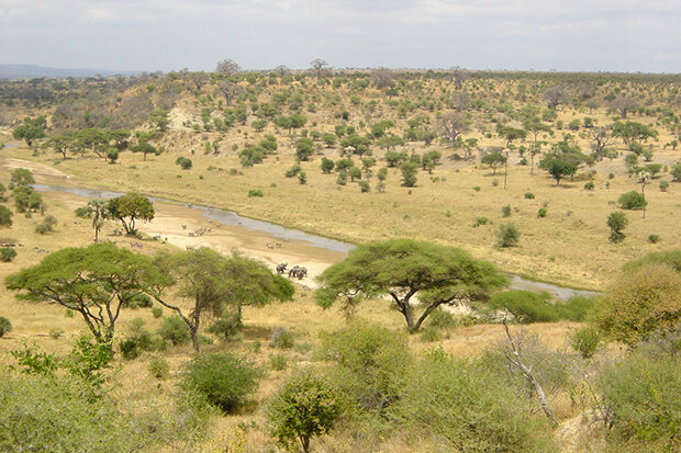 Grassland