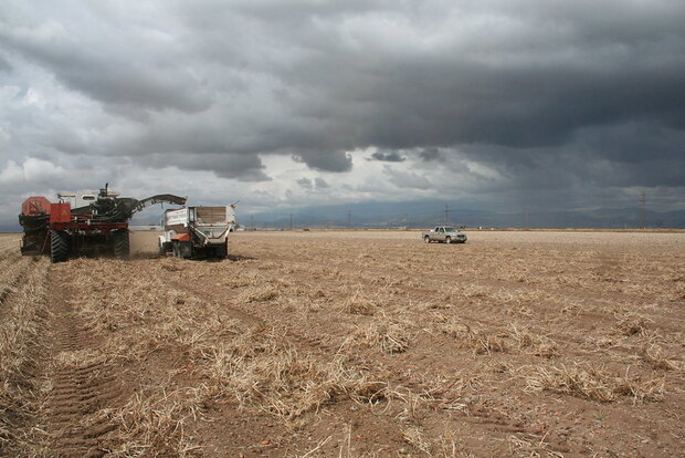 Storm clouds over potato harvester