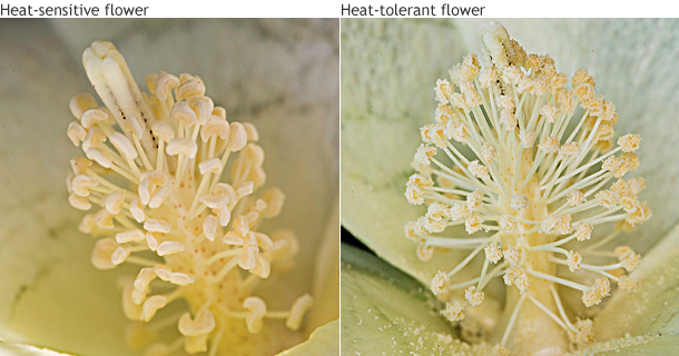 Heat-sensitive v. heat-tolerant flowers