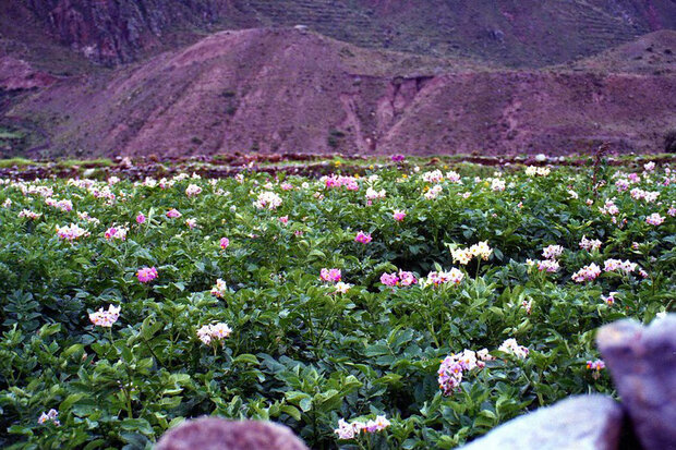 Purple potato flowers