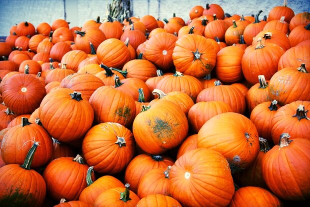 Pumpkins for sale