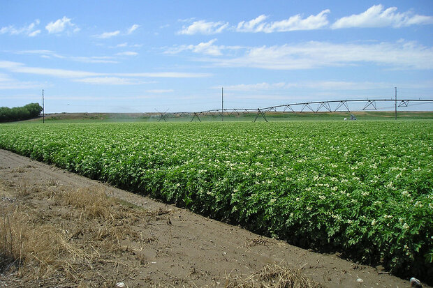 Washington potato field