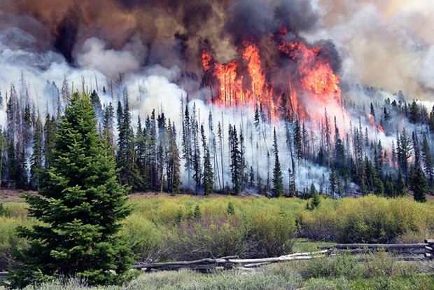 Wildfire