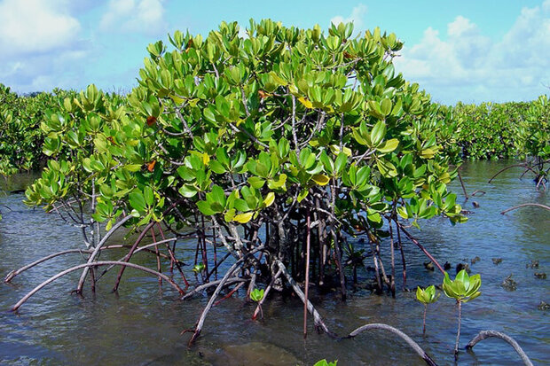 Mangrove