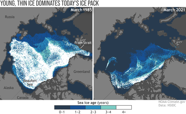 Comparison of Arctic sea ice age in March 1985 versus 2021