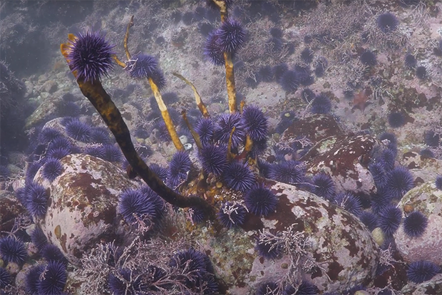 “Climate Change In National Marine Sanctuaries” Video Released | NOAA ...