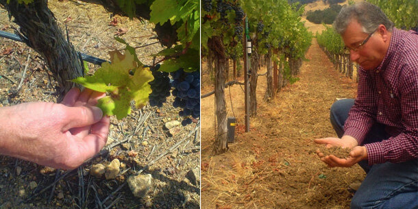 Greenspan monitoring grapes