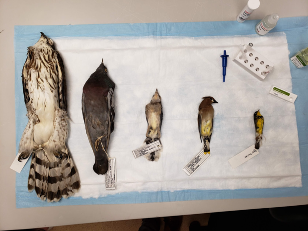 Five dead songbirds with laboratory tags placed on a white pad on a table