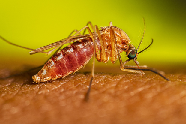 Close-up of a reddish brown mosquito feeding on a person. 